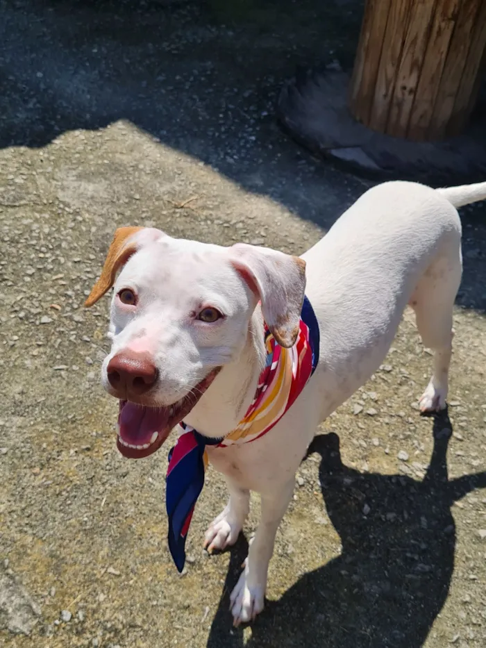 Cachorro raça SRD-ViraLata idade 2 a 6 meses nome bina