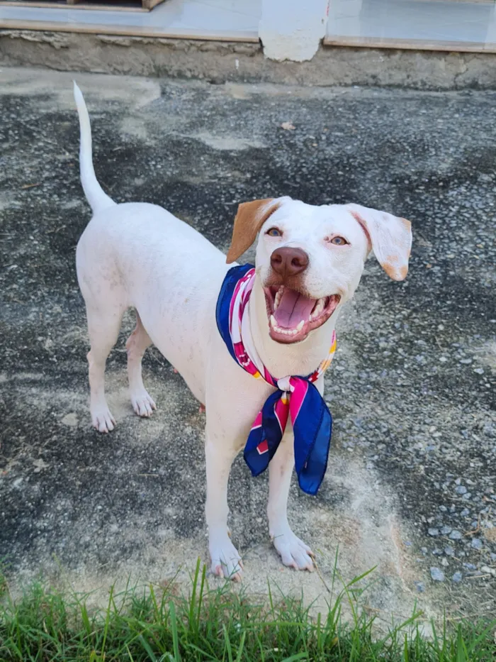 Cachorro raça SRD-ViraLata idade 2 a 6 meses nome bina