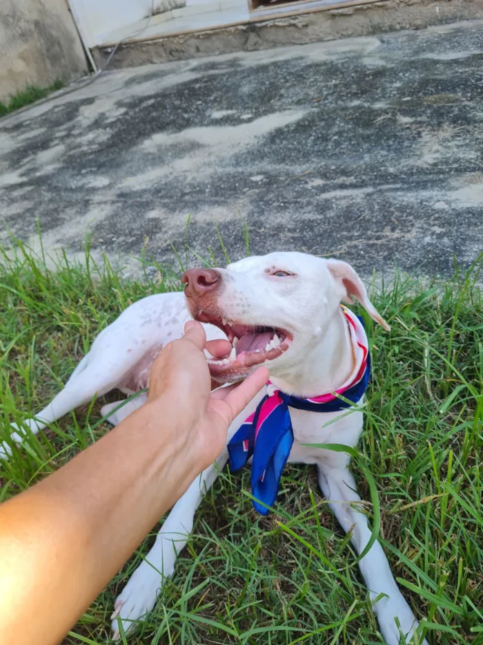 Cachorro raça SRD-ViraLata idade 2 a 6 meses nome bina