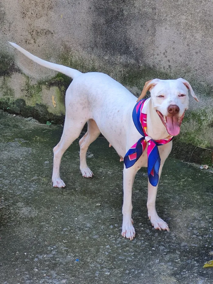 Cachorro raça SRD-ViraLata idade 2 a 6 meses nome bina