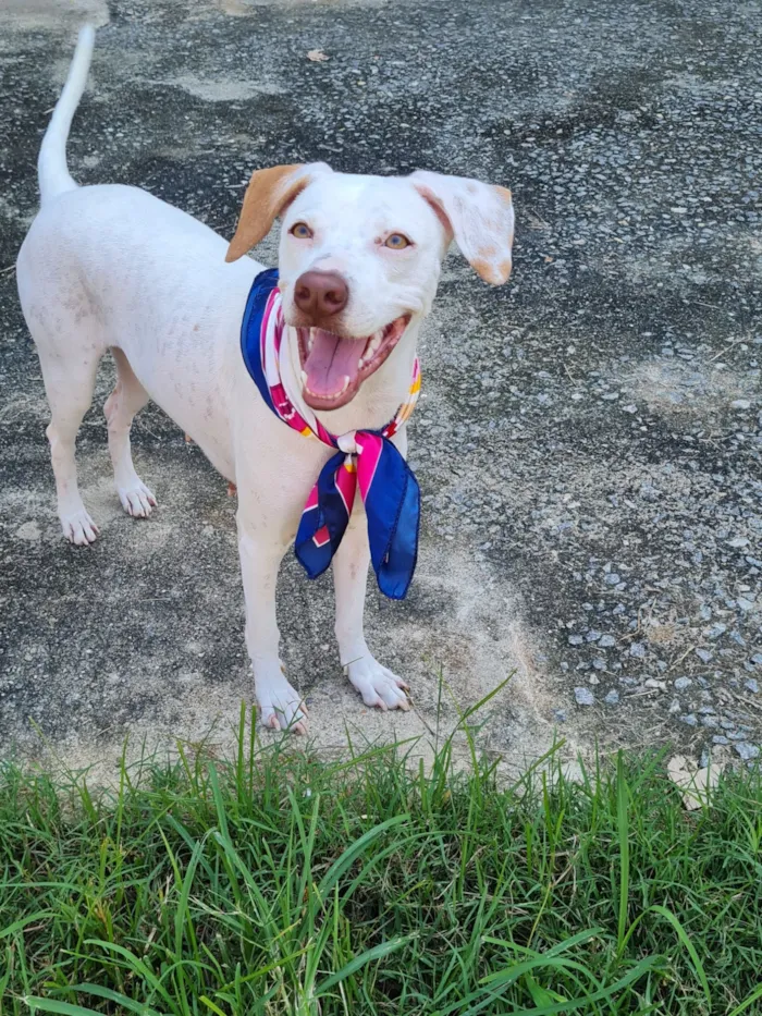 Cachorro raça SRD-ViraLata idade 2 a 6 meses nome bina