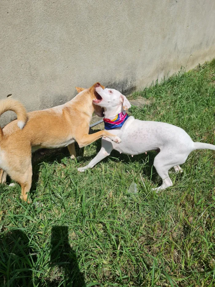 Cachorro raça SRD-ViraLata idade 2 a 6 meses nome bina