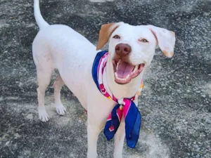 Cachorro raça SRD-ViraLata idade 2 a 6 meses nome bina