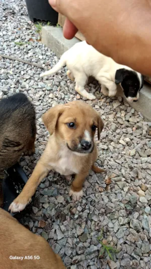 Cachorro raça SRD-ViraLata idade Abaixo de 2 meses nome marron