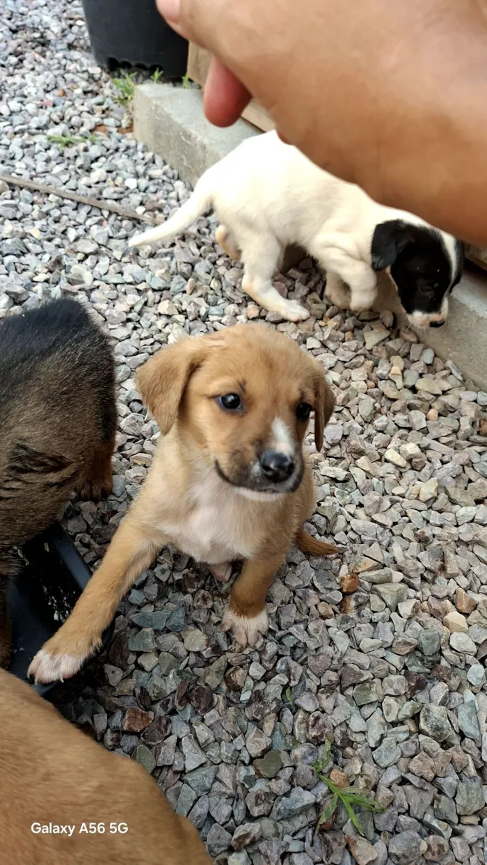 Cachorro raça SRD-ViraLata idade Abaixo de 2 meses nome marron