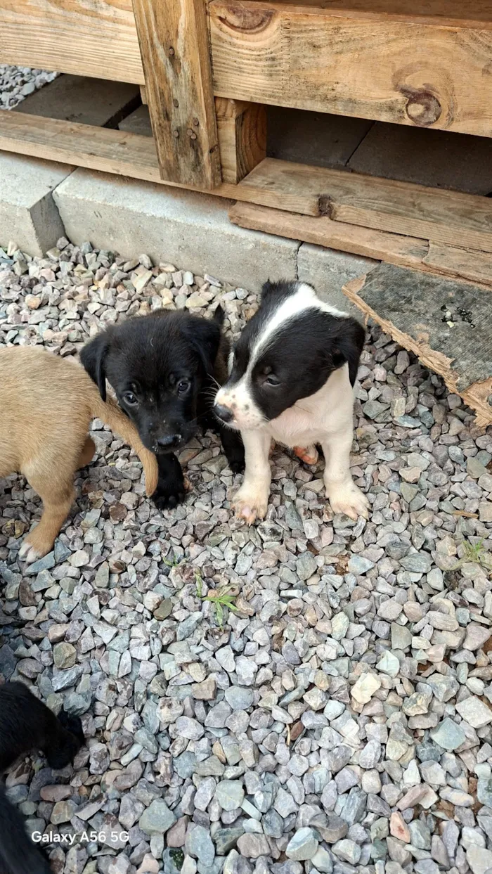 Cachorro raça SRD-ViraLata idade Abaixo de 2 meses nome marron