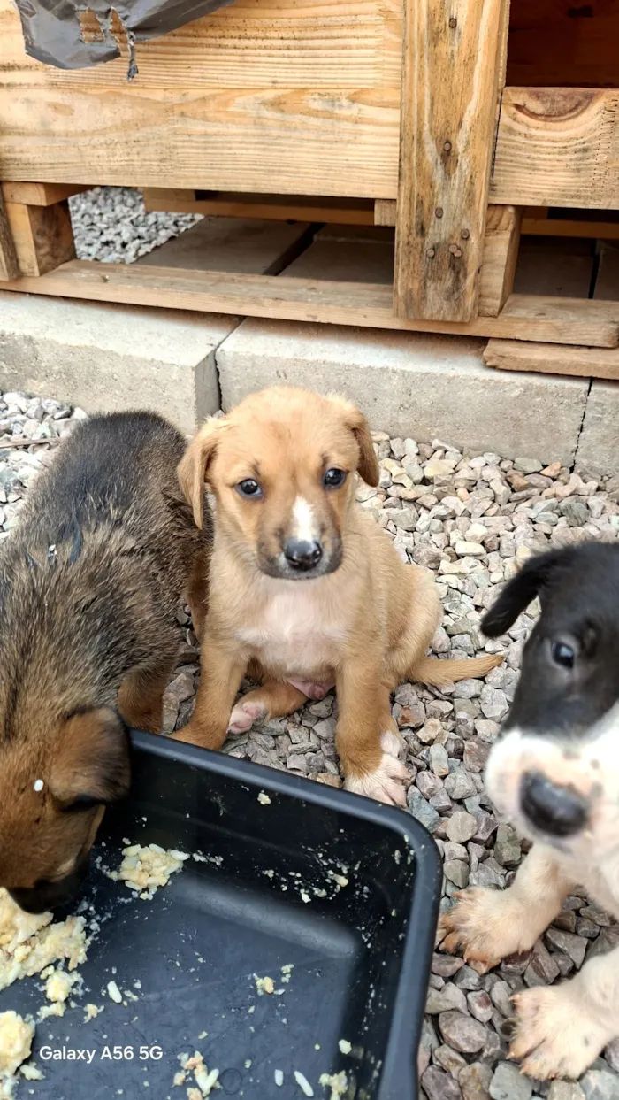 Cachorro raça SRD-ViraLata idade Abaixo de 2 meses nome marron
