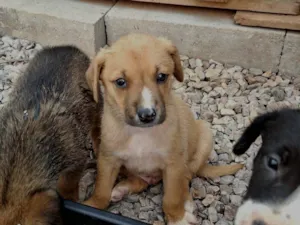 Cachorro raça SRD-ViraLata idade Abaixo de 2 meses nome marron