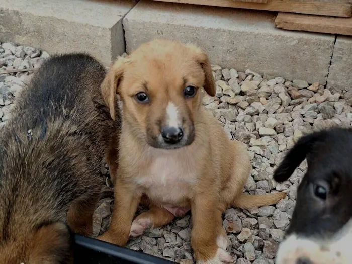 Cachorro raça SRD-ViraLata idade Abaixo de 2 meses nome marron