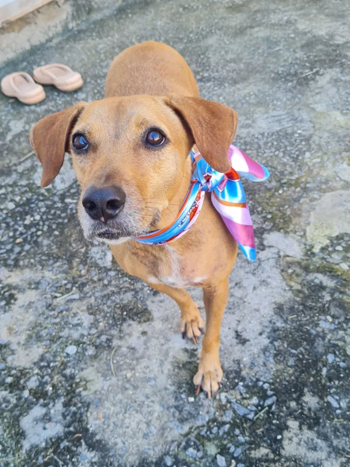 Cachorro raça SRD-ViraLata idade 3 anos nome kin