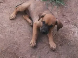 Cachorro raça SRD-ViraLata idade Abaixo de 2 meses nome Baby