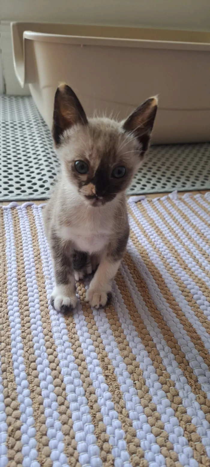 Gato raça SRD-ViraLata idade 2 a 6 meses nome Janis
