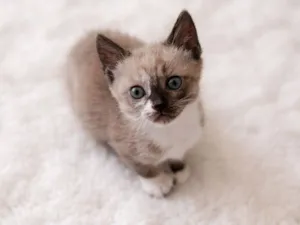 Gato raça SRD-ViraLata idade 2 a 6 meses nome Janis