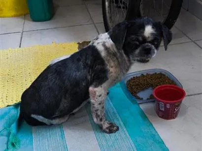Cachorro raça Shitzu idade 3 anos nome Sem nome 