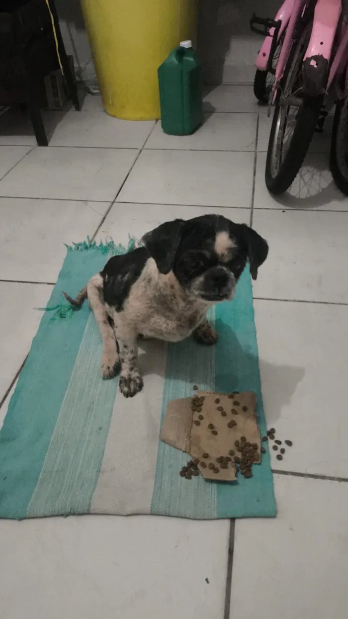 Cachorro raça Shitzu idade 3 anos nome Sem nome 