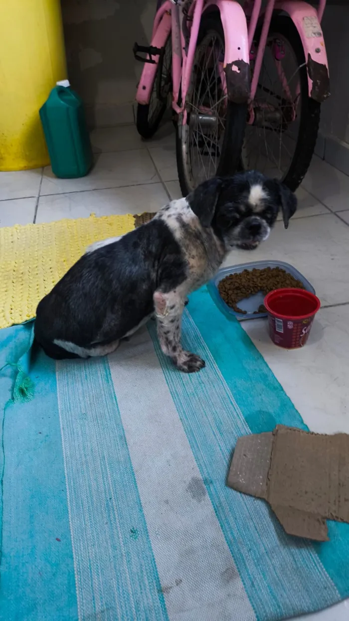 Cachorro raça Shitzu idade 3 anos nome Sem nome 