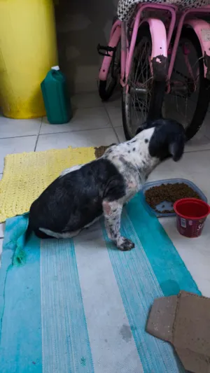 Cachorro raça Shitzu idade 3 anos nome Sem nome 