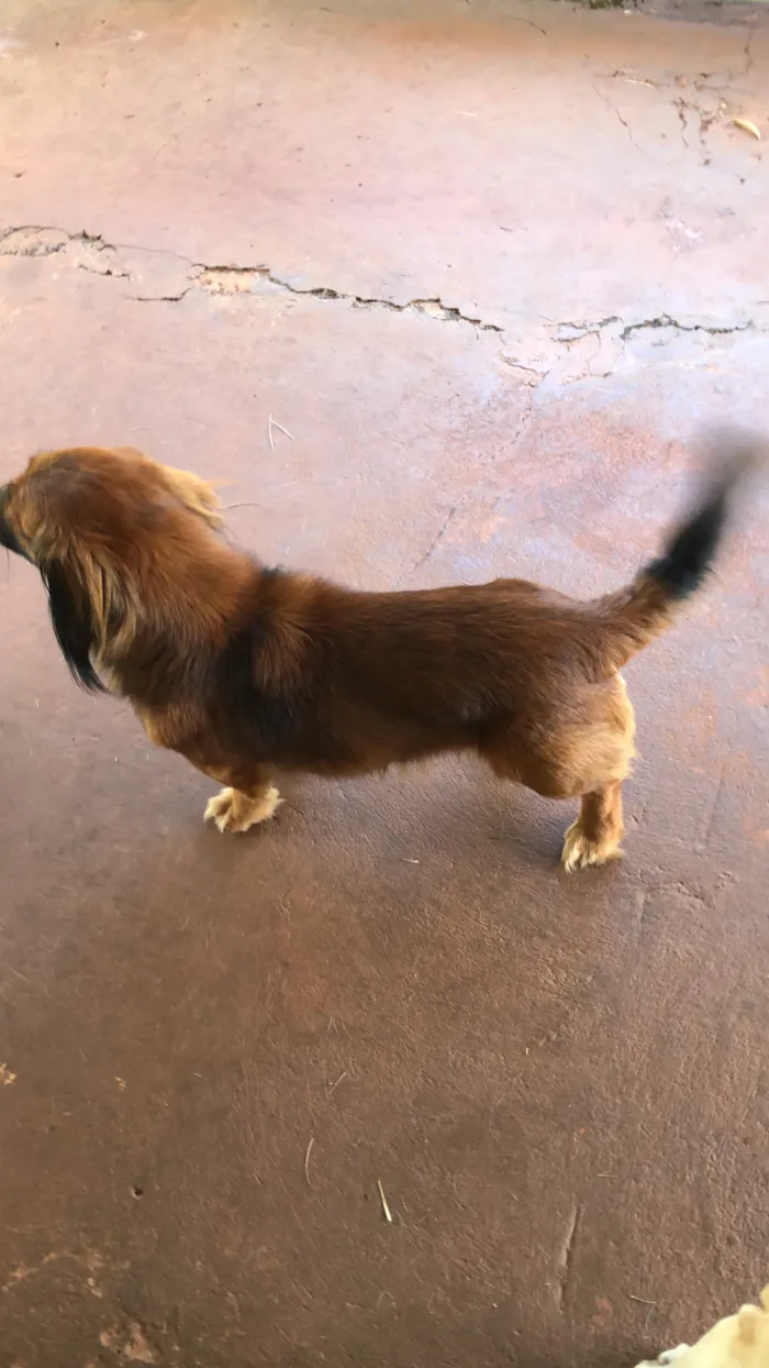 Cachorro raça SRD-ViraLata idade 5 anos nome Bobi