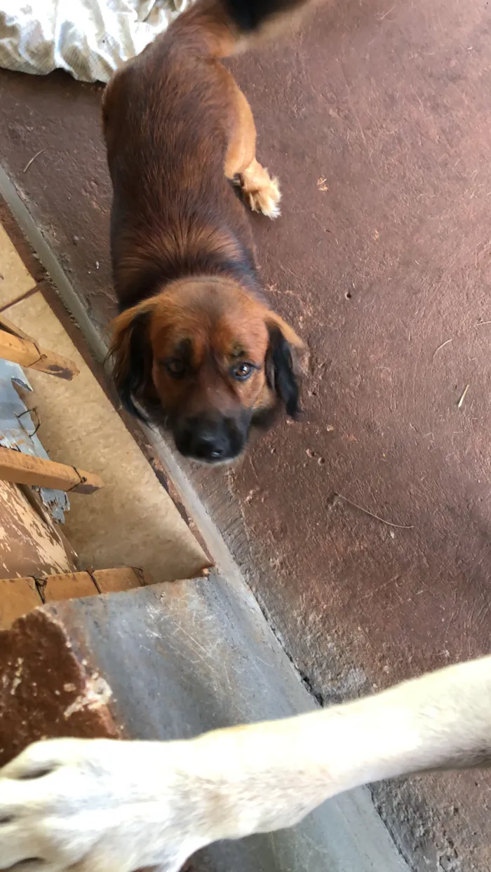 Cachorro raça SRD-ViraLata idade 5 anos nome Bobi