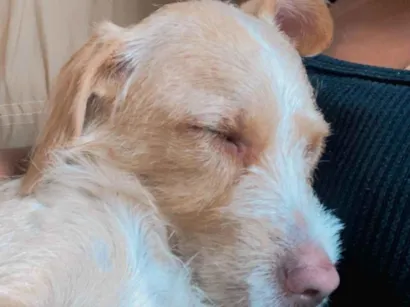 Cachorro raça SRD-ViraLata idade 2 anos nome Pipoca