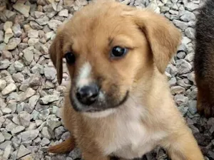 Cachorro raça SRD-ViraLata idade Abaixo de 2 meses nome marron