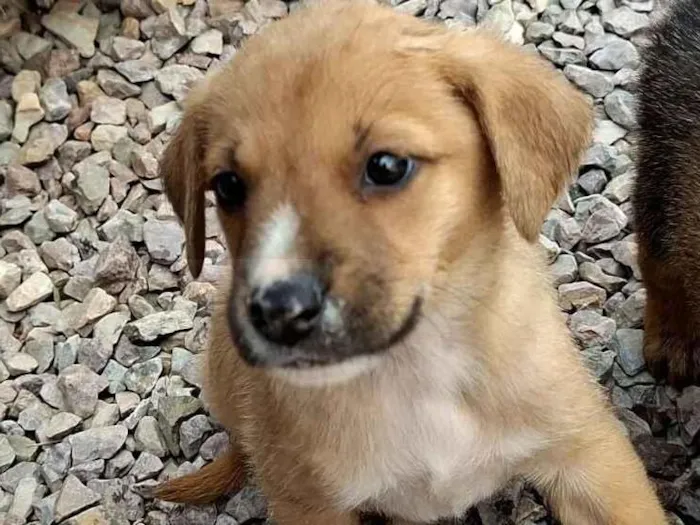 Cachorro raça SRD-ViraLata idade Abaixo de 2 meses nome marron