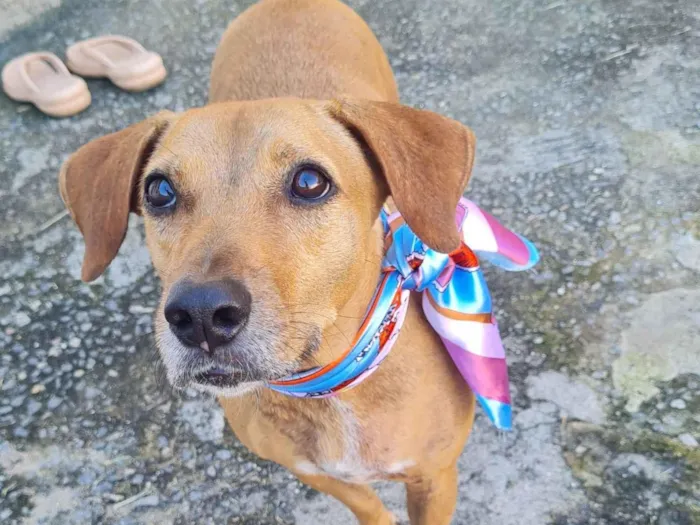 Cachorro raça SRD-ViraLata idade 3 anos nome kin