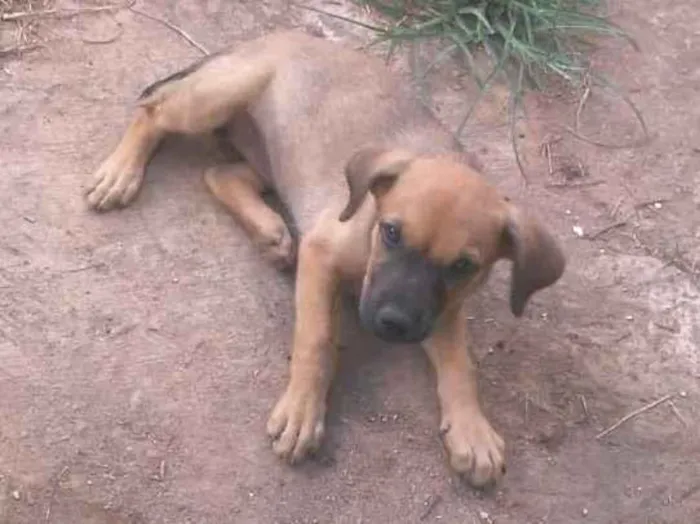 Cachorro raça SRD-ViraLata idade Abaixo de 2 meses nome Baby