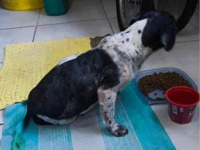Cachorro raça Shitzu idade 3 anos nome Sem nome 