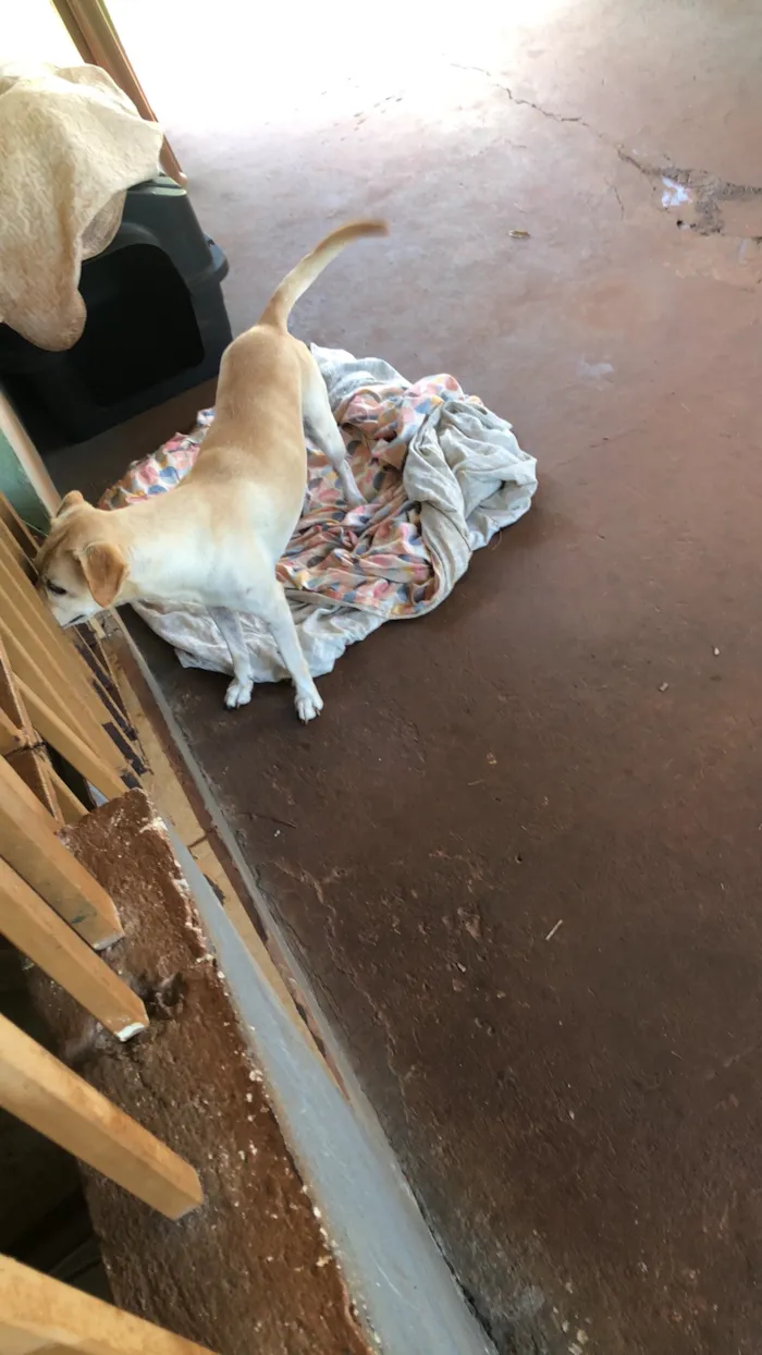 Cachorro raça SRD-ViraLata idade 6 ou mais anos nome Shakira