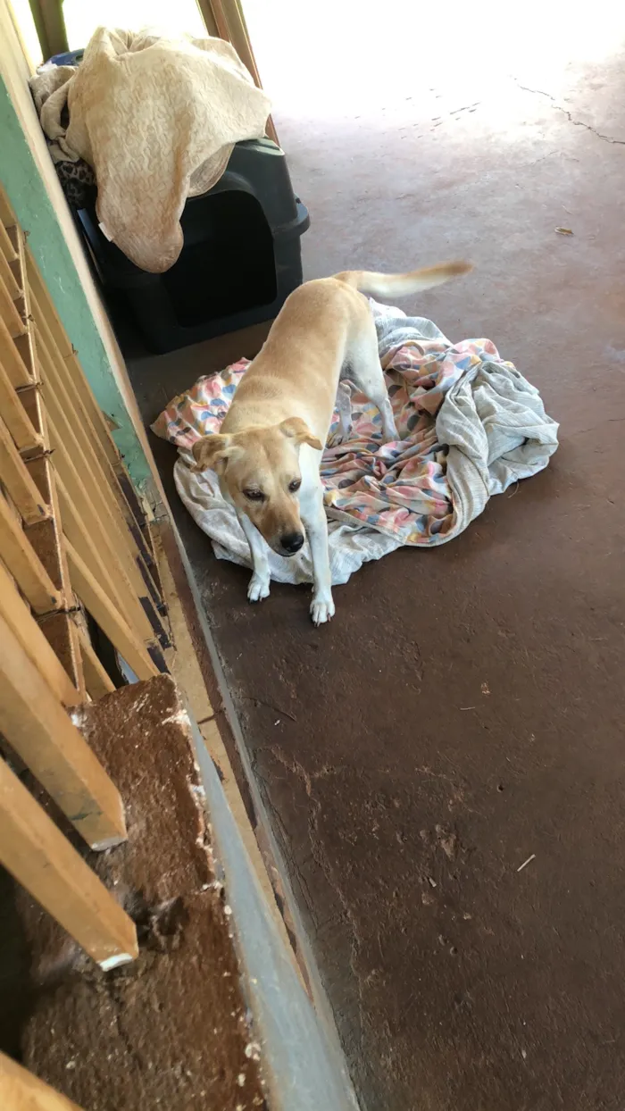 Cachorro raça SRD-ViraLata idade 6 ou mais anos nome Shakira