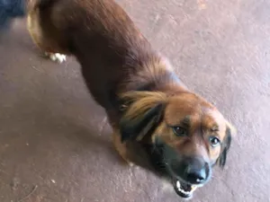 Cachorro raça SRD-ViraLata idade 5 anos nome Bobi