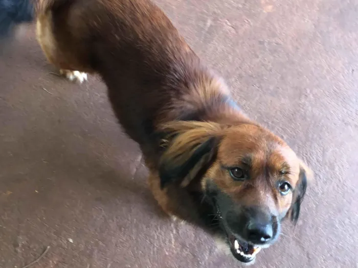 Cachorro raça SRD-ViraLata idade 5 anos nome Bobi