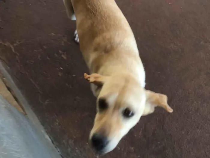 Cachorro raça SRD-ViraLata idade 6 ou mais anos nome Shakira