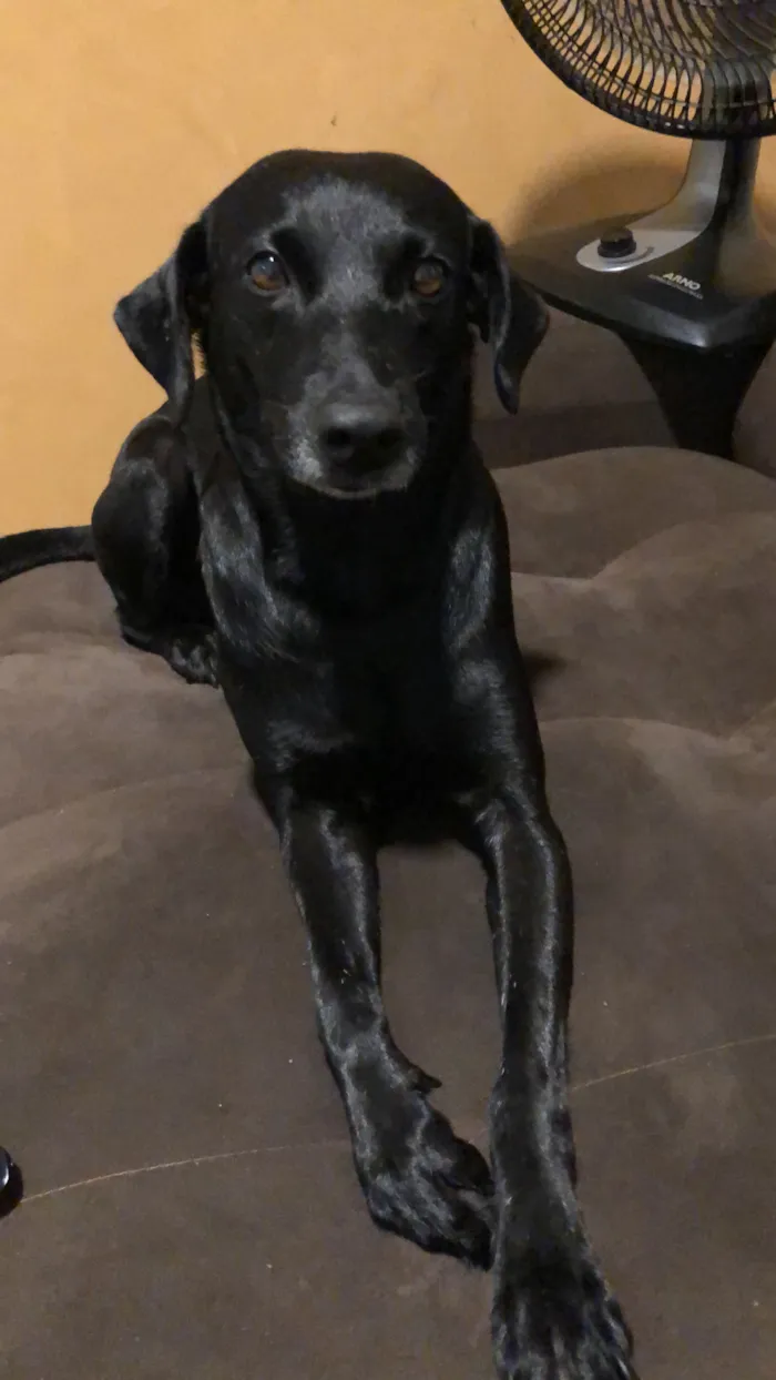 Cachorro raça SRD-ViraLata idade 6 ou mais anos nome Neguinha