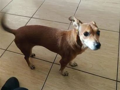 Cachorro raça SRD-ViraLata idade 6 ou mais anos nome Meg