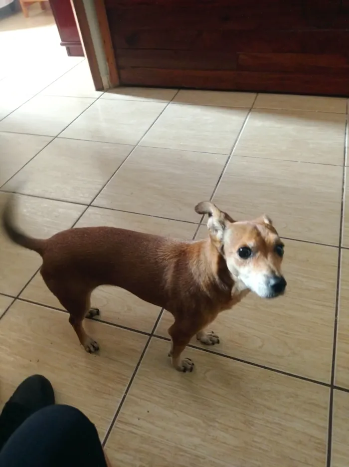 Cachorro raça SRD-ViraLata idade 6 ou mais anos nome Meg