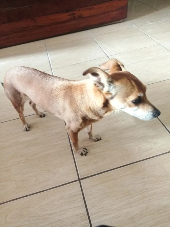 Cachorro raça SRD-ViraLata idade 6 ou mais anos nome Meg