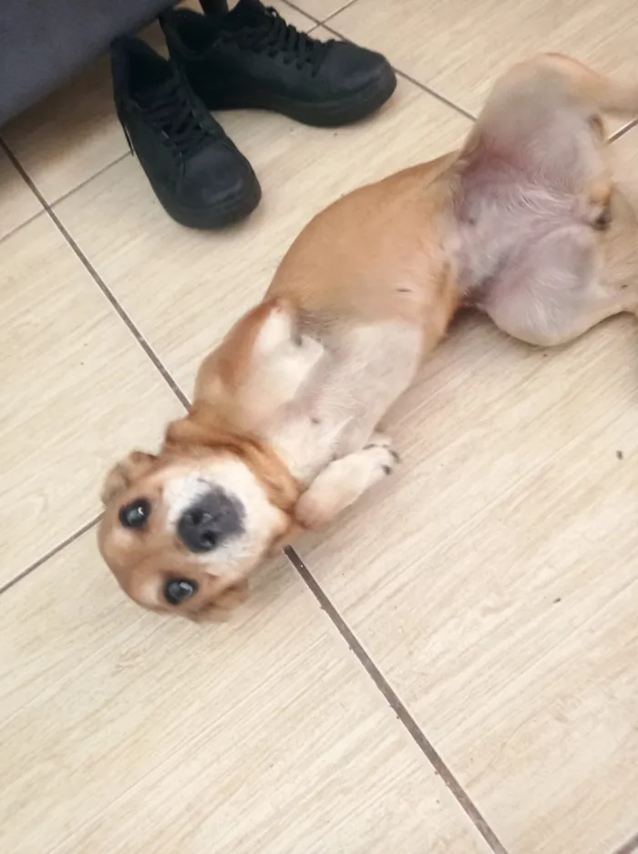 Cachorro raça SRD-ViraLata idade 6 ou mais anos nome Meg