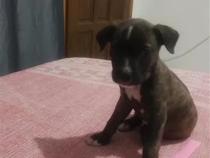 Cachorro raça SRD-ViraLata idade 2 a 6 meses nome Thor