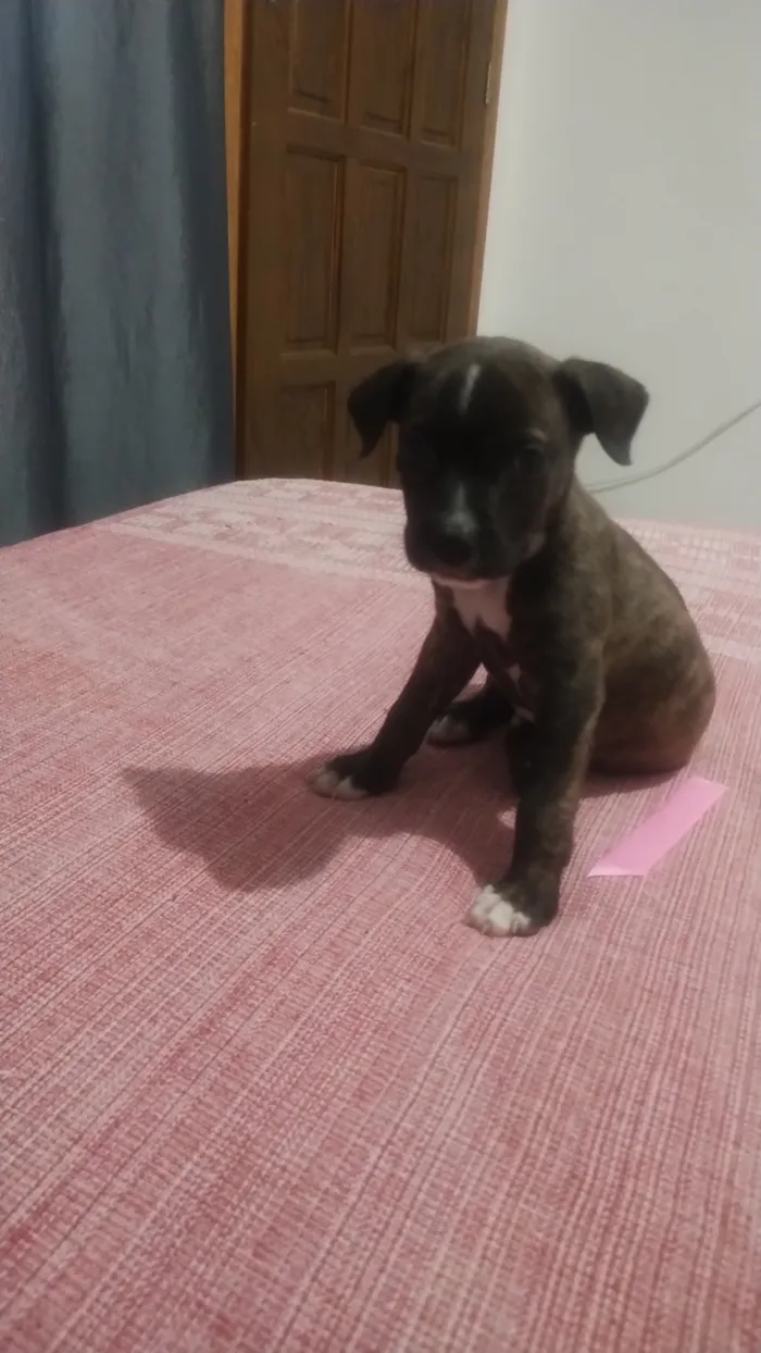 Cachorro raça SRD-ViraLata idade 2 a 6 meses nome Thor