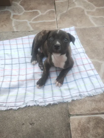 Cachorro raça SRD-ViraLata idade 2 a 6 meses nome Thor