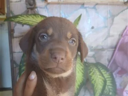Cachorro raça SRD-ViraLata idade Abaixo de 2 meses nome mila
