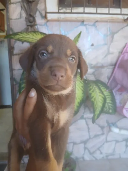 Cachorro raça SRD-ViraLata idade Abaixo de 2 meses nome mila