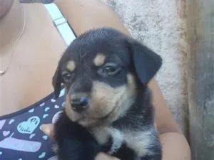 Cachorro raça SRD-ViraLata idade 2 a 6 meses nome tayler