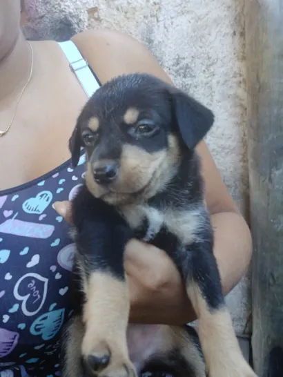 Cachorro raça SRD-ViraLata idade 2 a 6 meses nome tayler