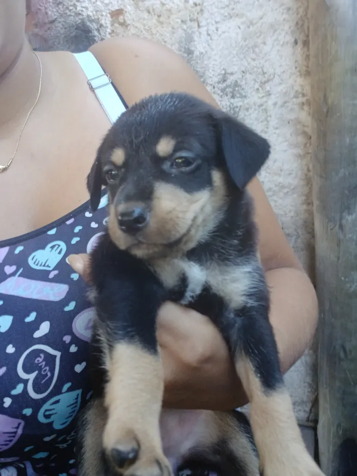 Cachorro raça SRD-ViraLata idade 2 a 6 meses nome tayler