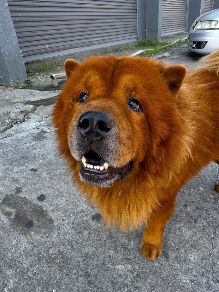 Cachorro raça SRD-ViraLata idade 5 anos nome Simba