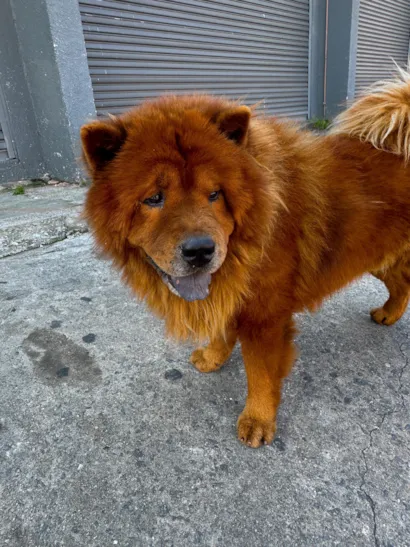 Cachorro raça SRD-ViraLata idade 5 anos nome Simba