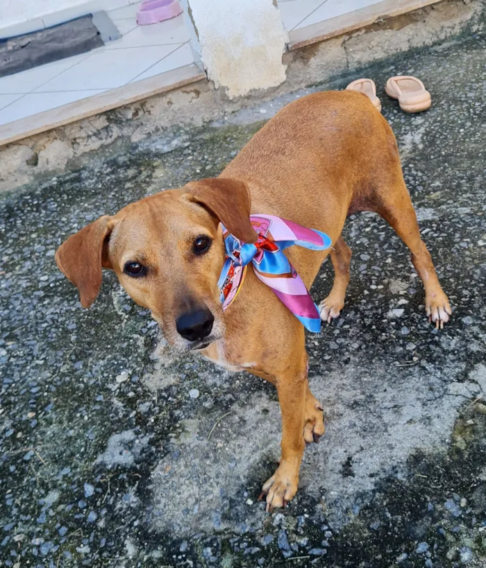 Cachorro raça SRD-ViraLata idade 3 anos nome kin